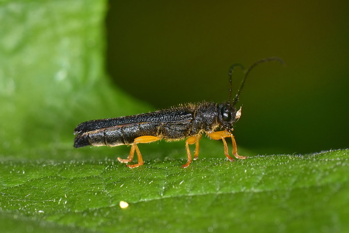Oberea linearis, Cerambycidae